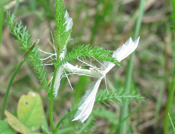 Accoppiamento di Pterophorus pentadactyla?